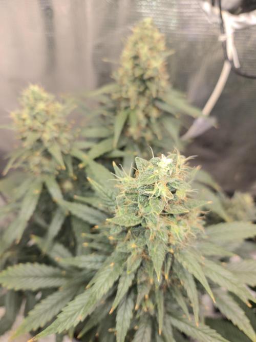 Auto Think Different. Week 9