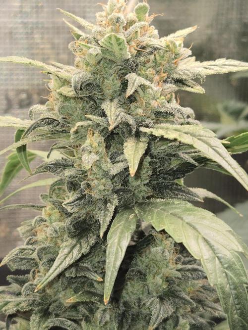 Auto Think Different. Week 10