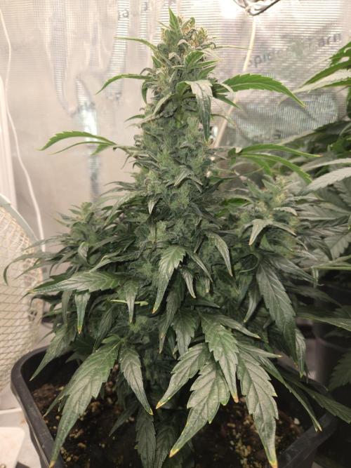 Auto Think Different. Week 10