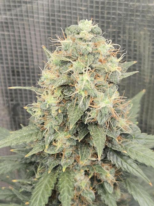 Auto Think Different. Week 10