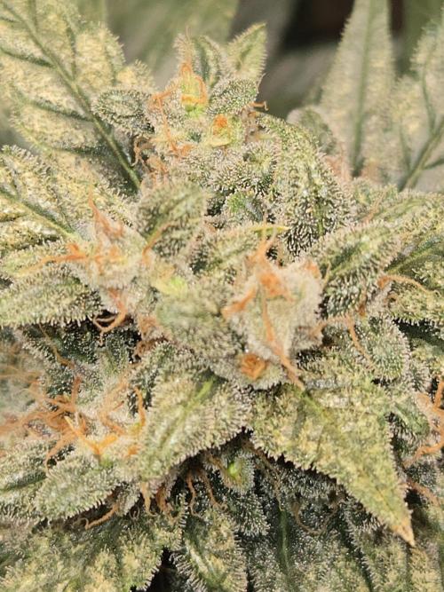 Auto Think Different. Week 10