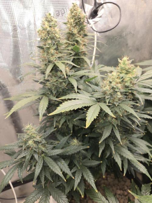 Auto Think Different. Week 10