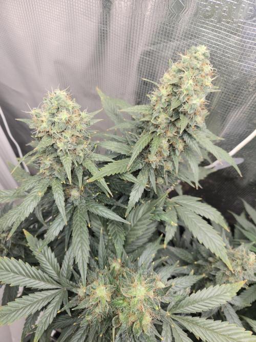 Auto Think Different. Week 10