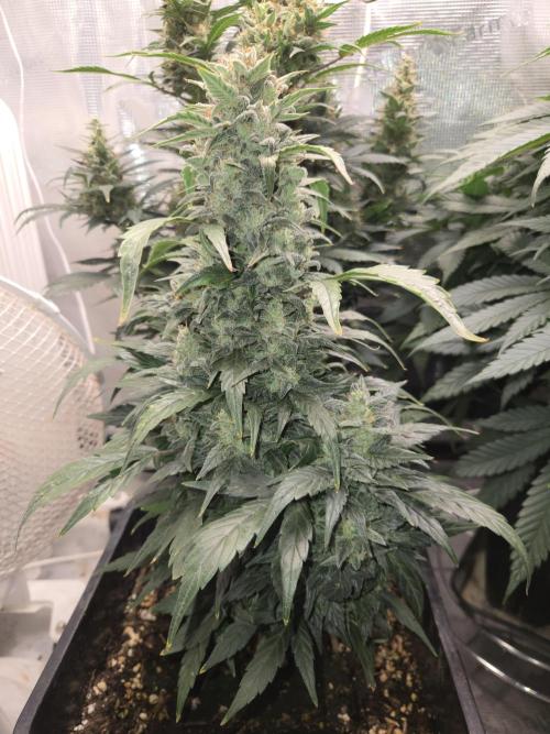 Auto Think Different. Week 10