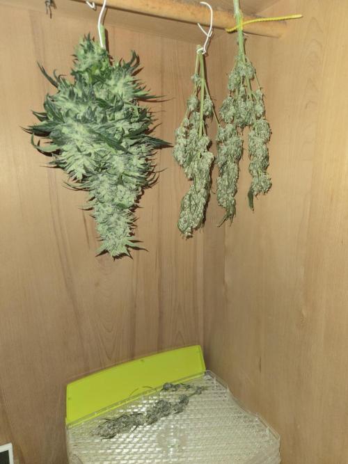 Auto Think Different. Week 9