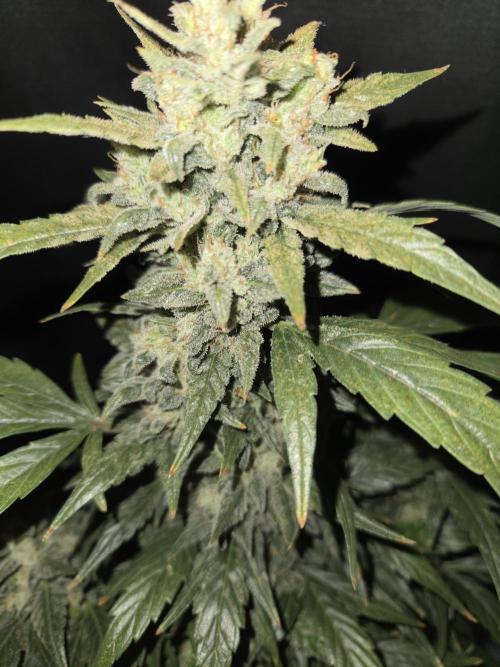 Auto Think Different. Week 9