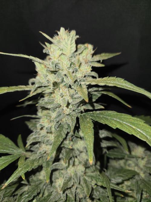 Auto Think Different. Week 9