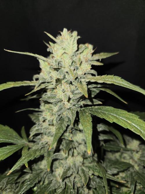 Auto Think Different. Week 9