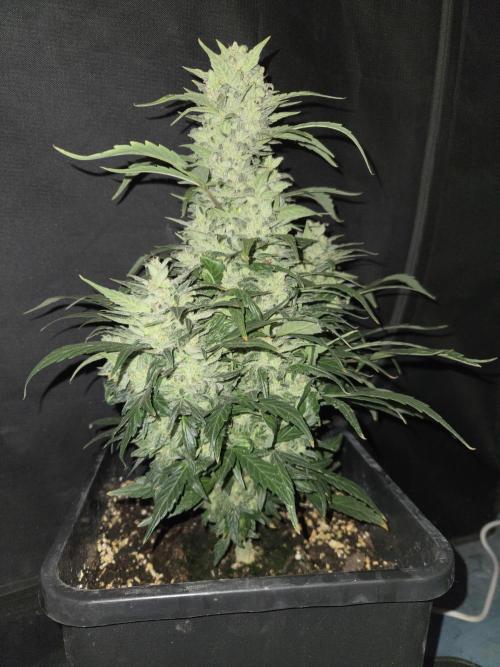 Auto Think Different. Week 9