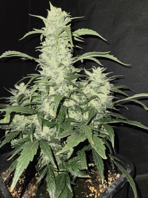 Auto Think Different. Week 9