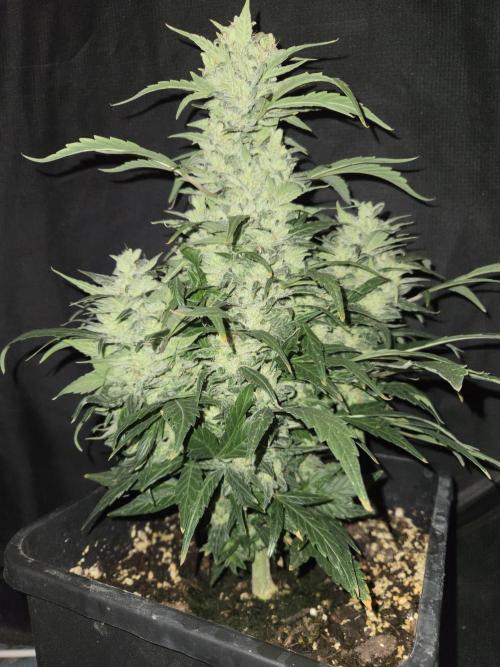 Auto Think Different. Week 9