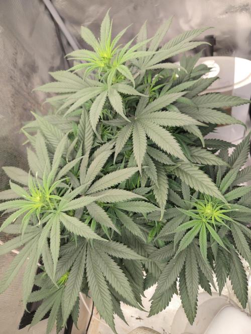 Amsterdam Amnesia Fem. Week 8