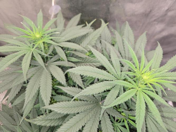 Amsterdam Amnesia Fem. Week 8