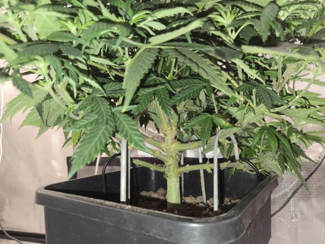 Amsterdam Amnesia Fem. Week 8