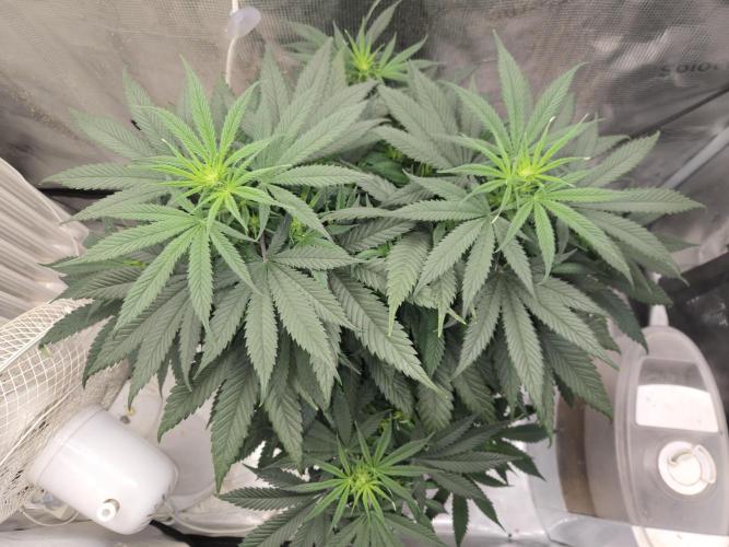 Amsterdam Amnesia Fem. Week 8