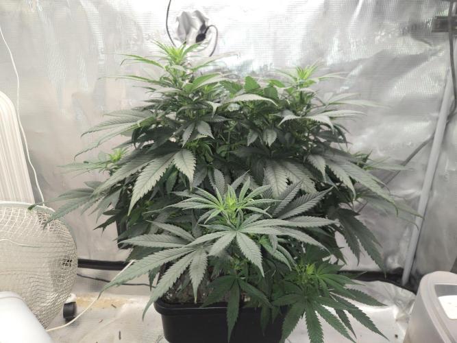 Amsterdam Amnesia Fem. Week 8