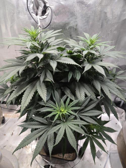 Amsterdam Amnesia Fem. Week 8