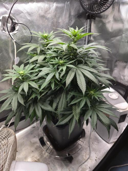 Amsterdam Amnesia Fem. Week 9