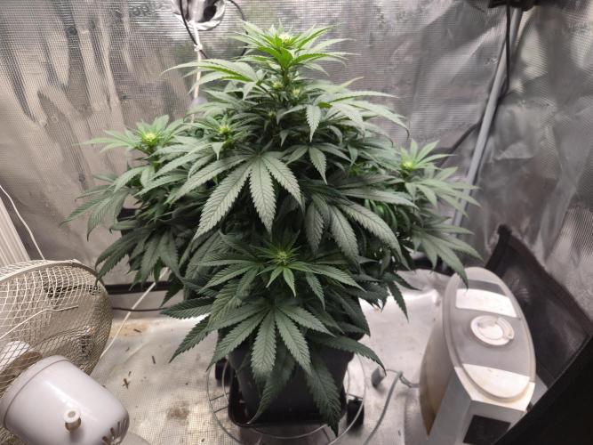 Amsterdam Amnesia Fem. Week 9