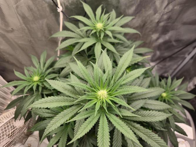 Amsterdam Amnesia Fem. Week 9