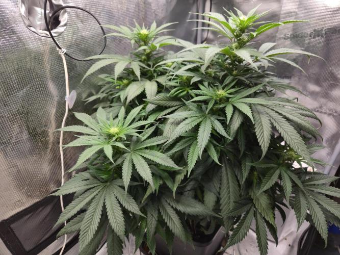 Amsterdam Amnesia Fem. Week 9