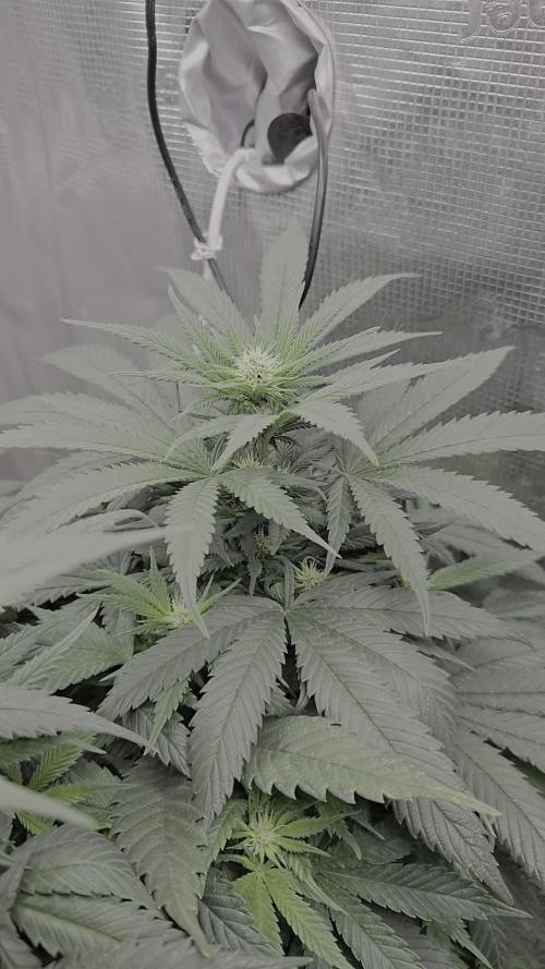 Amsterdam Amnesia Fem