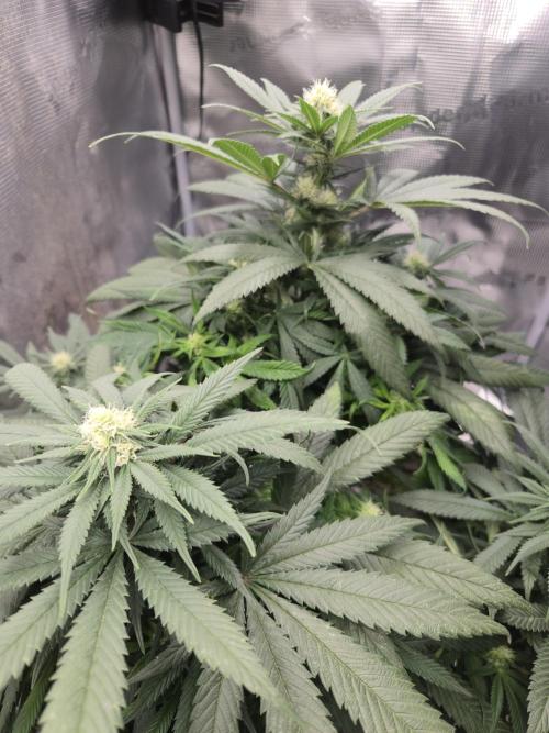 Amsterdam Amnesia Fem. Week 10