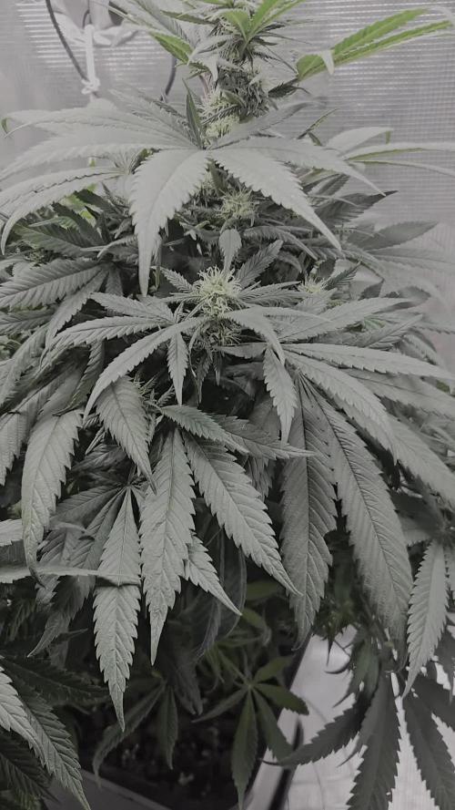 Amsterdam Amnesia Fem