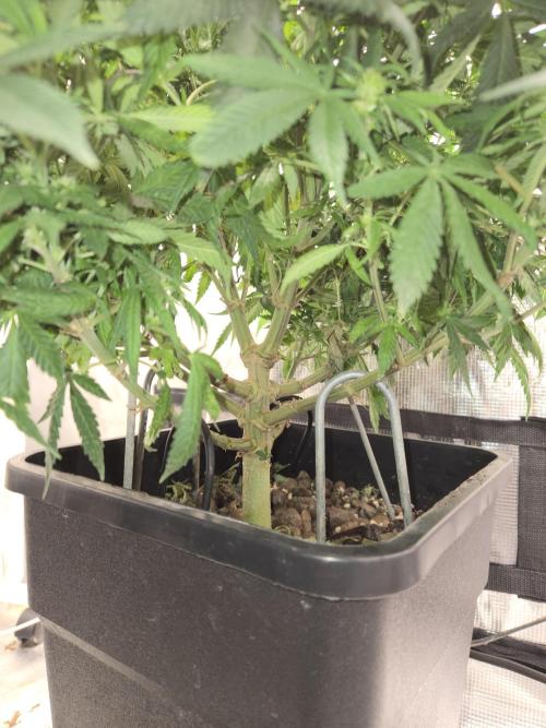 Amsterdam Amnesia Fem. Week 10