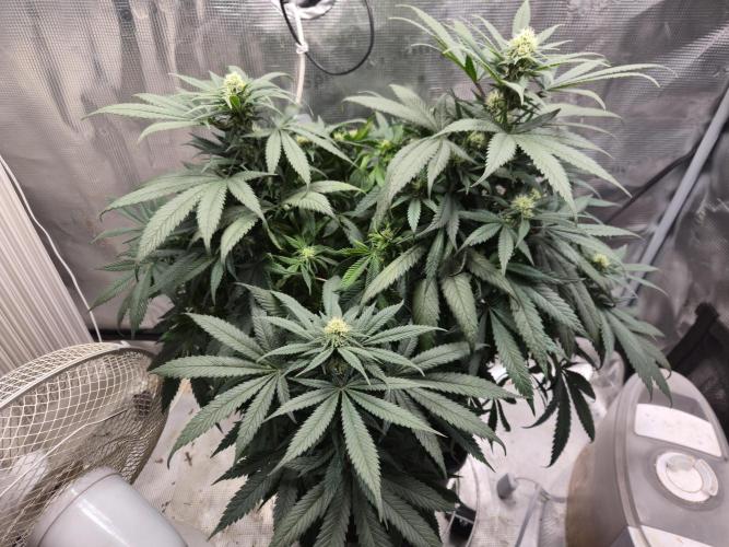 Amsterdam Amnesia Fem. Week 10