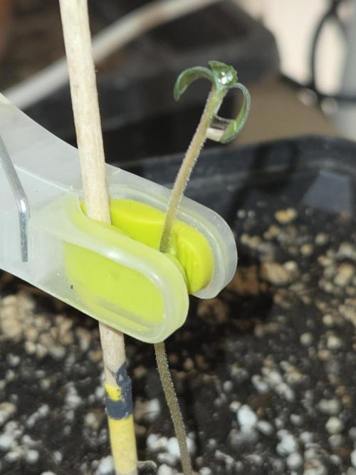 Amsterdam Amnesia FEM #2. Week 0