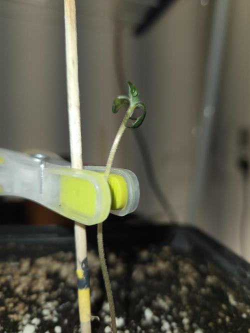 Amsterdam Amnesia FEM #2. Week 0