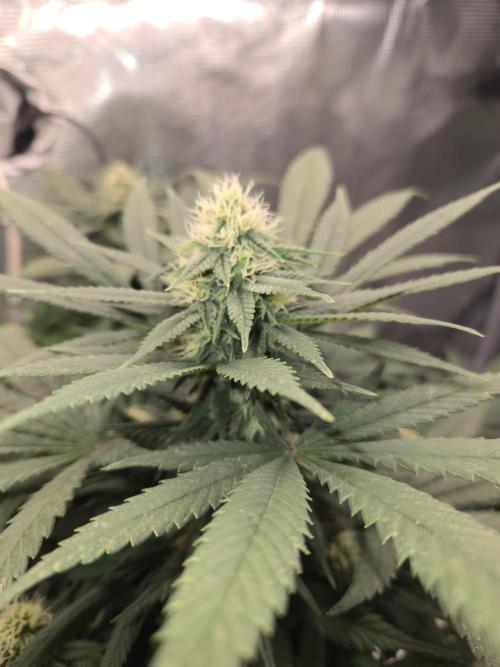 Amsterdam Amnesia Fem. Week 11