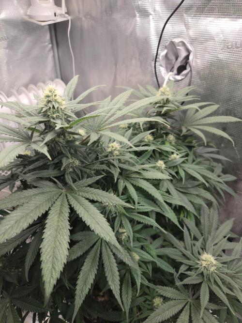 Amsterdam Amnesia Fem. Week 11