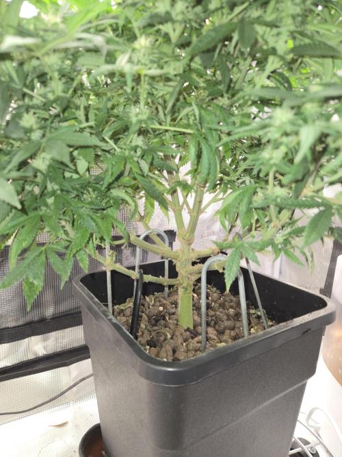 Amsterdam Amnesia Fem. Week 11