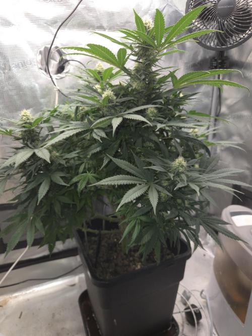 Amsterdam Amnesia Fem. Week 11