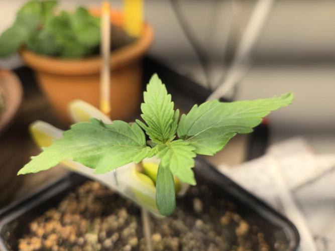 Amsterdam Amnesia FEM #2. Week 0