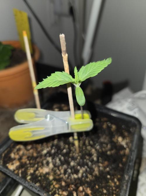 Amsterdam Amnesia FEM #2. Week 0