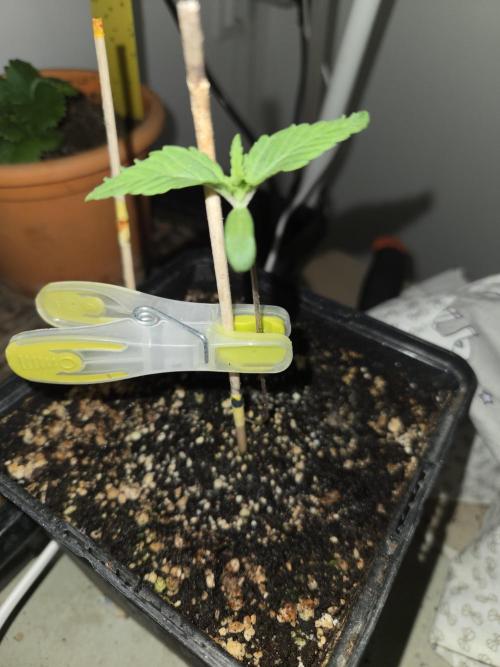 Amsterdam Amnesia FEM #2. Week 0