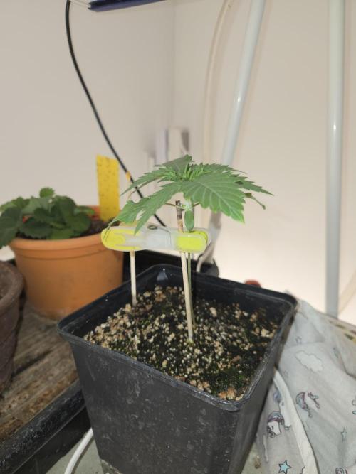 Amsterdam Amnesia FEM #2. Week 1