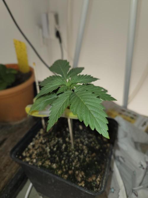Amsterdam Amnesia FEM #2. Week 1