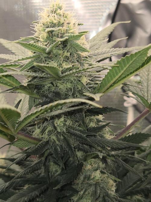 Amsterdam Amnesia Fem. Week 12