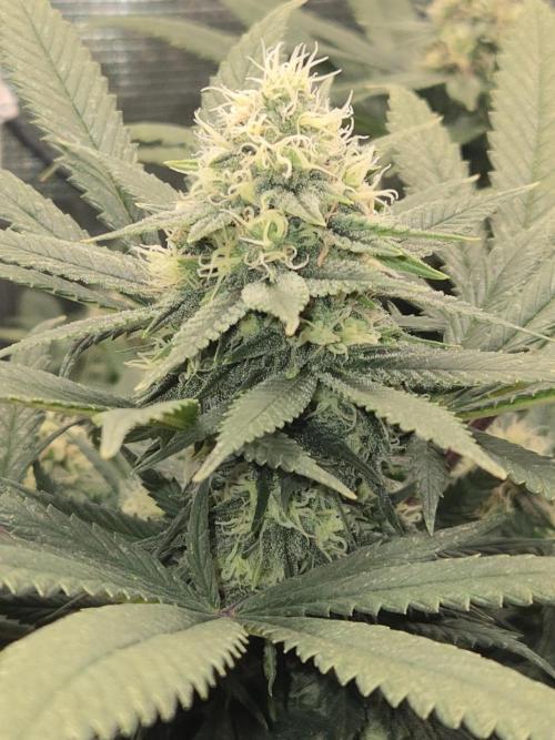 Amsterdam Amnesia Fem. Week 12