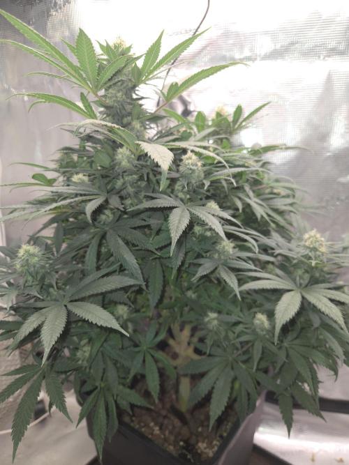 Amsterdam Amnesia Fem. Week 12
