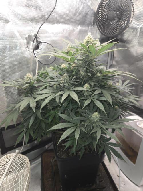 Amsterdam Amnesia Fem. Week 12