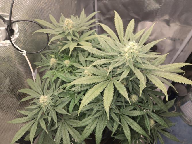 Amsterdam Amnesia Fem. Week 12
