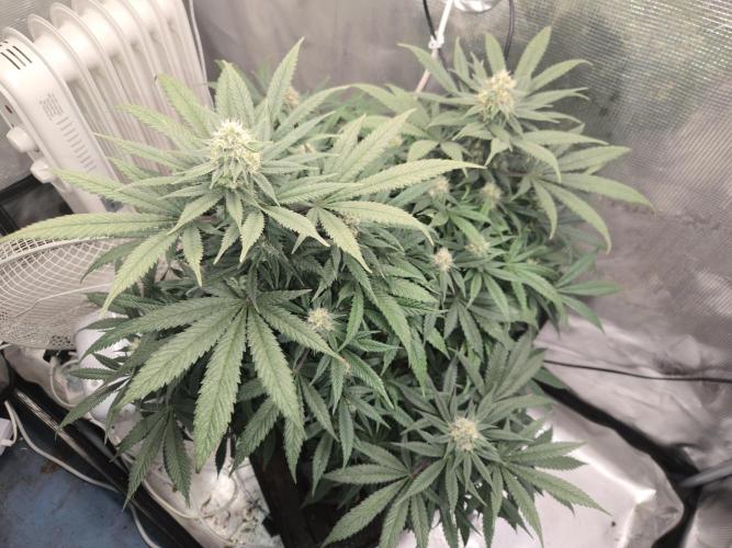 Amsterdam Amnesia Fem. Week 12