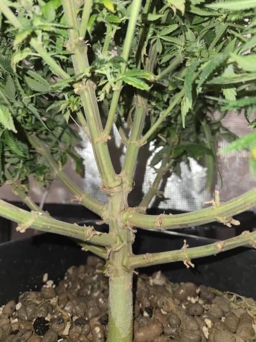 Amsterdam Amnesia Fem. Week 12