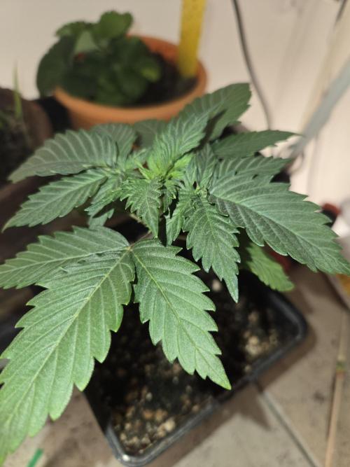 Amsterdam Amnesia FEM #2. Week 1