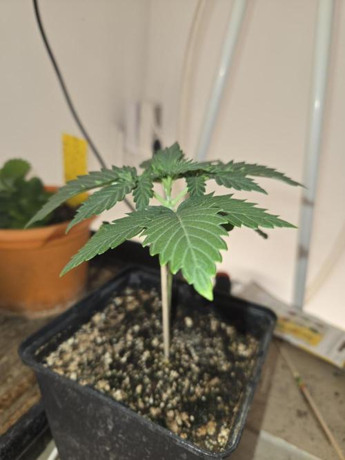 Amsterdam Amnesia FEM #2. Week 1